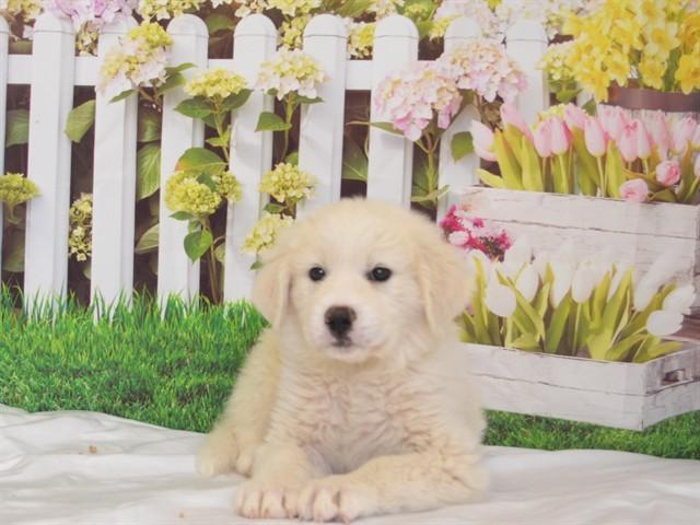 SPORT, Adoptable, Puppy Male Great Pyrenees & Mixed Breed.