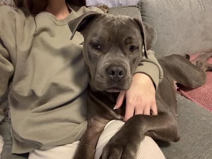 Luna fka Elphaba, Adoptable, Adult Female Mixed Breed & Mixed Breed.