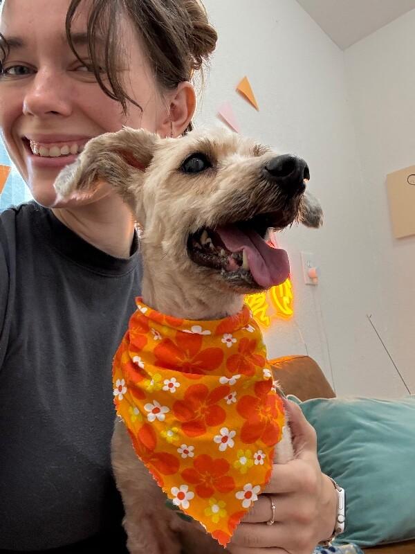 Enlarge Demi Moore, a Adoptable mixed breed in Friendswood, TX image 1/2