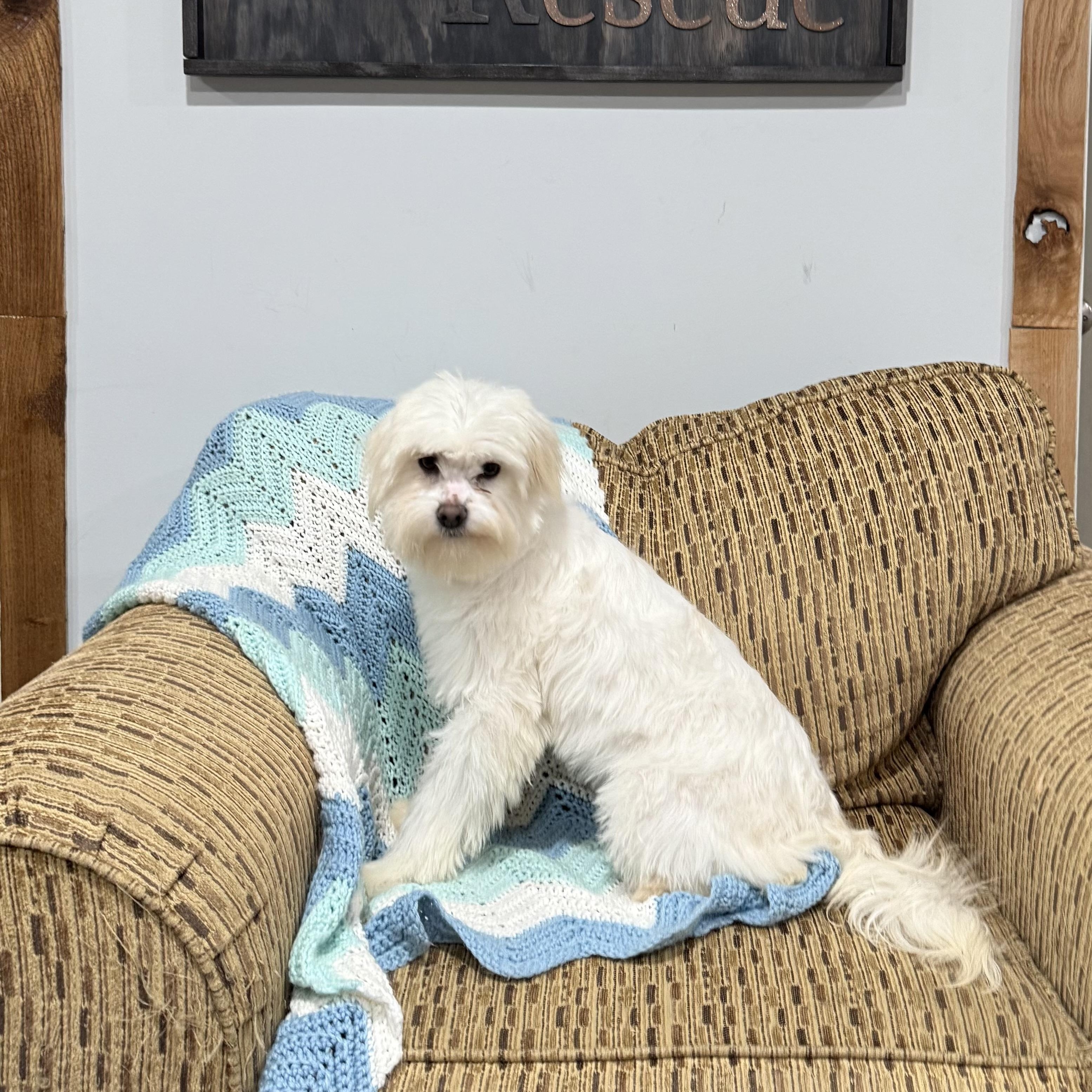 Enlarge Pudding, an adopted mixed breed in Vermilion, OH image 4/4