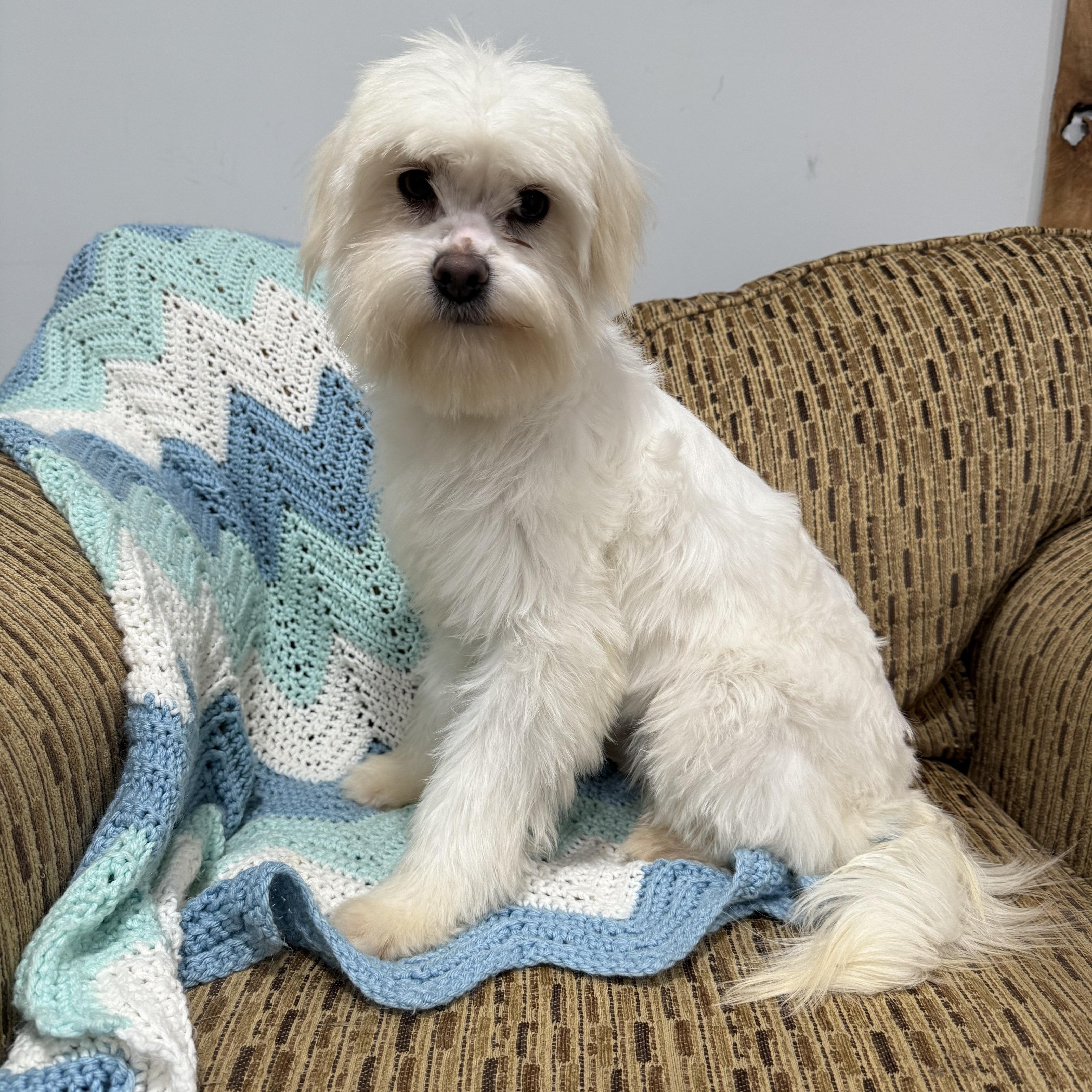 Enlarge Pudding, an adopted mixed breed in Vermilion, OH image 2/4