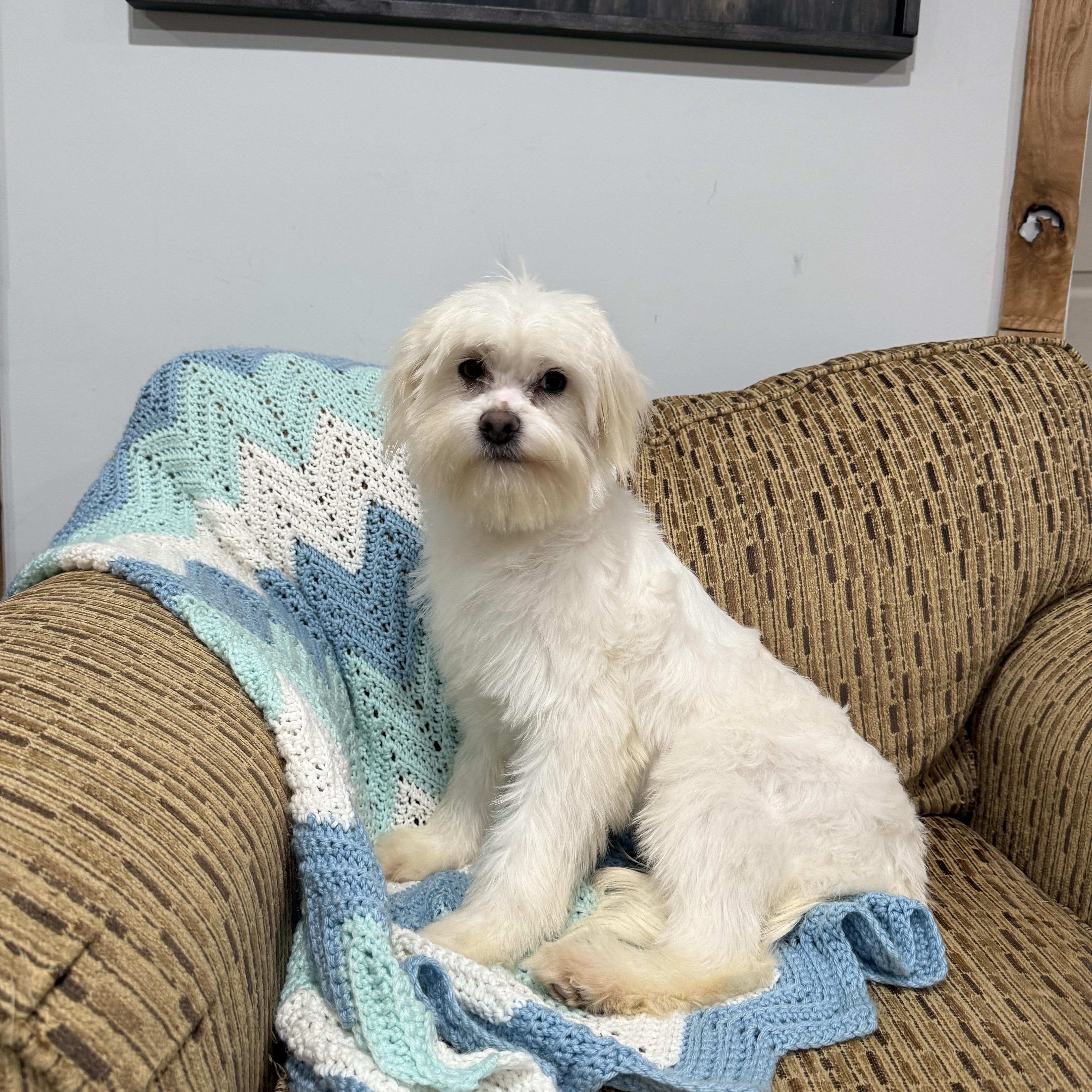 Pudding, adopted, Young Female Shih Tzu & Cavalier King Charles Spaniel.
