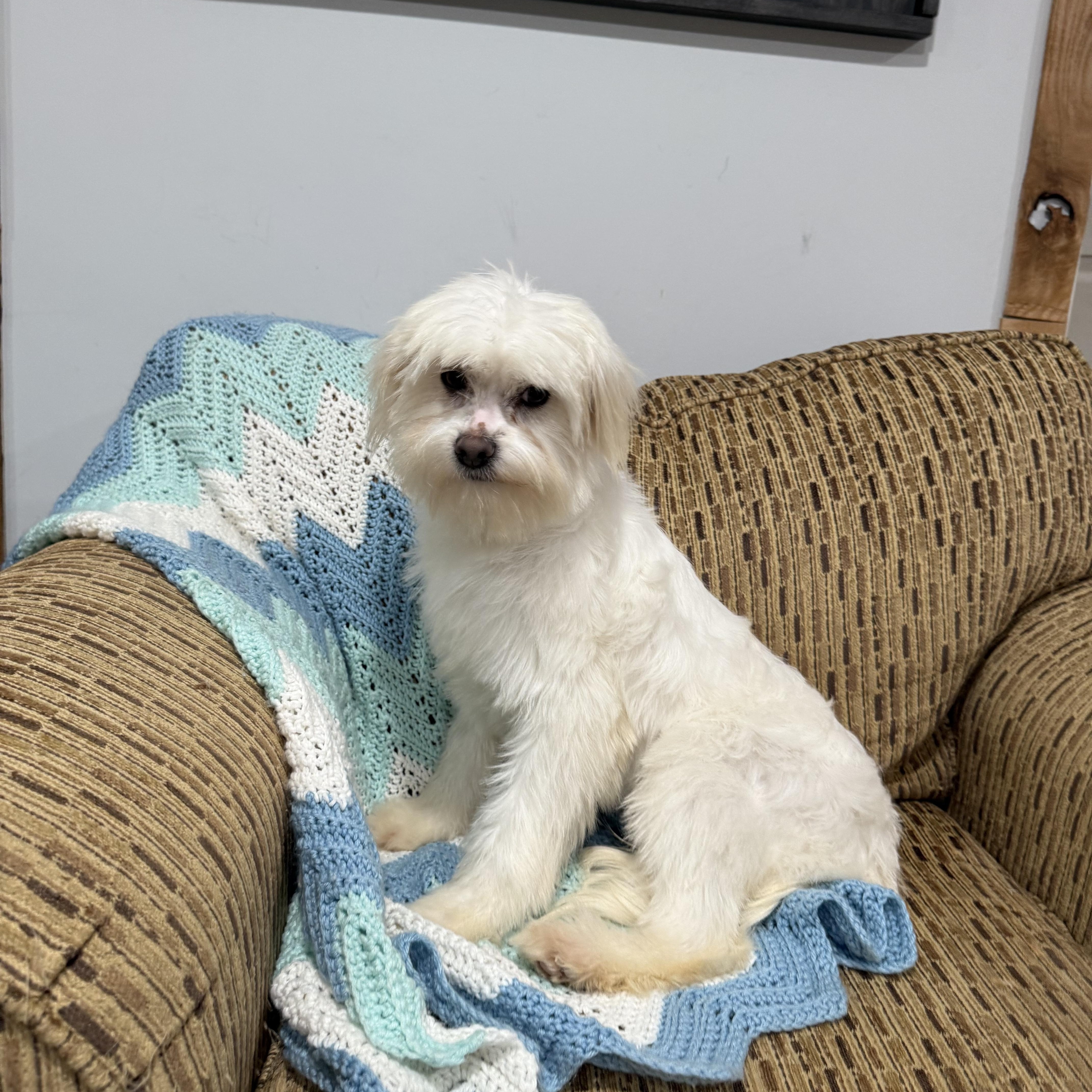 Enlarge Pudding, an adopted mixed breed in Vermilion, OH image 3/4