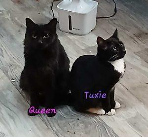 Enlarge Tuxie and Queen, a Adoptable Domestic Short Hair in Kenai, AK image 1/1