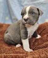 Enlarge Ciborg, an adopted mixed breed in Edgewood, NM image 1/1