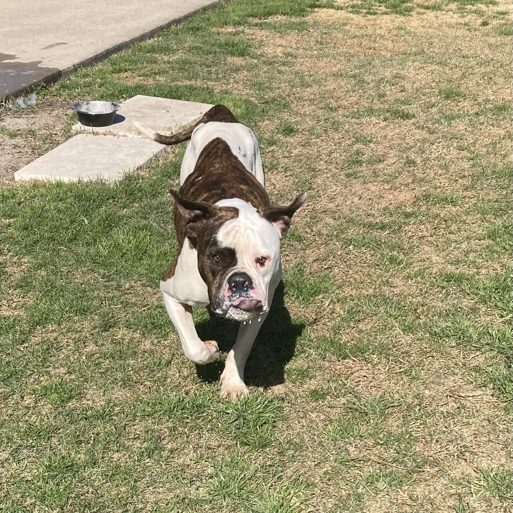 Enlarge Bowser, a Adoptable mixed breed in Allentown, PA image 3/6