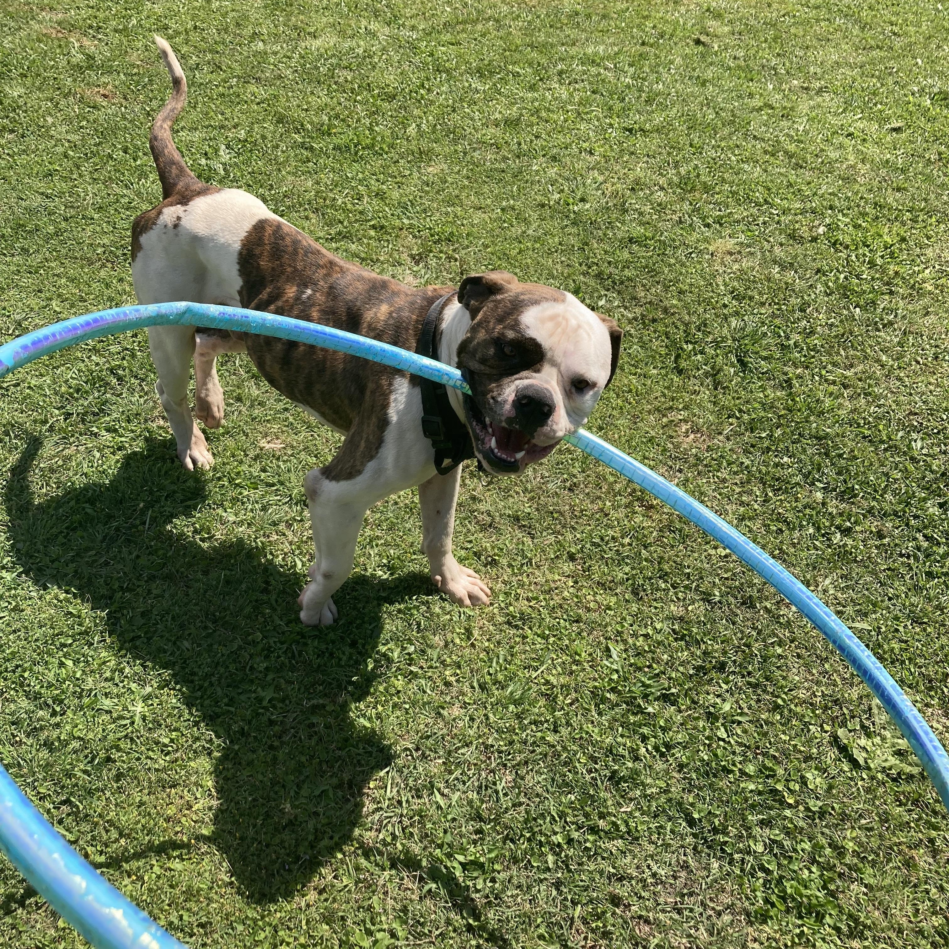 Bowser, Adoptable, Young Male Bulldog.