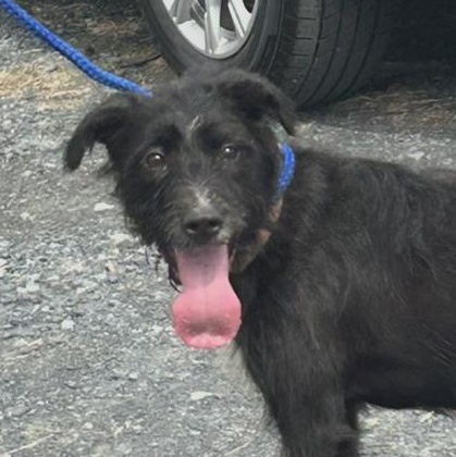 Enlarge LUNA NICOLE "In NY: Foster or Forever Home Needed!", a Adoptable mixed breed in New York, NY image 1/6