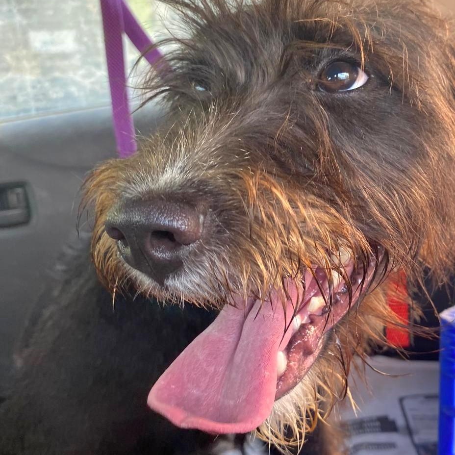 Enlarge LUNA NICOLE "In NY: Foster or Forever Home Needed!", a Adoptable mixed breed in New York, NY image 4/6