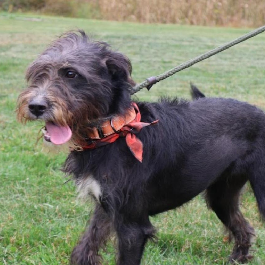 Enlarge LUNA NICOLE "In NY: Foster or Forever Home Needed!", a Adoptable mixed breed in New York, NY image 3/6