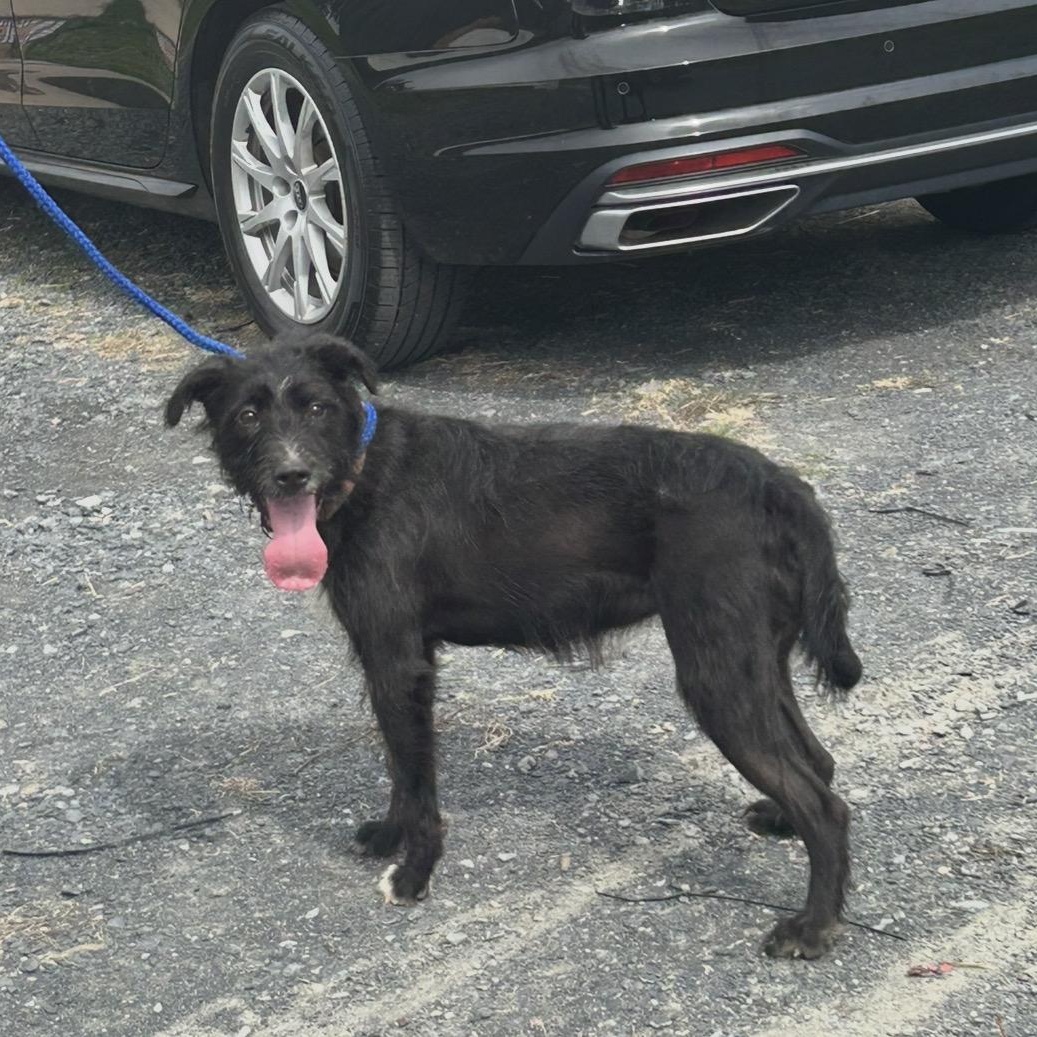 Enlarge LUNA NICOLE "In NY: Foster or Forever Home Needed!", a Adoptable mixed breed in New York, NY image 2/6
