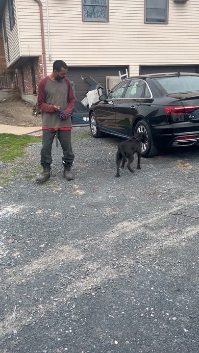 Enlarge LUNA NICOLE "In NY: Foster or Forever Home Needed!", a Adoptable mixed breed in New York, NY video 6/6