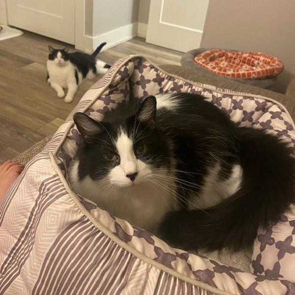 Fabio -- Bonded Buddy With Monkey, a Adoptable mixed breed in Des Moines, IA image 2/6