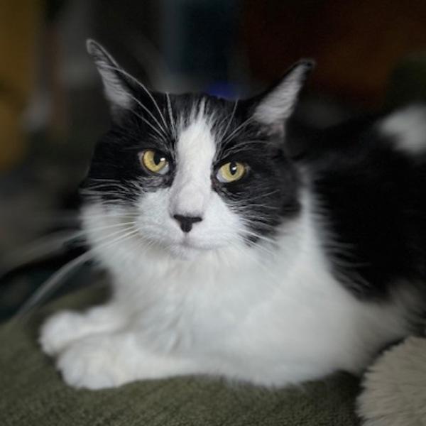 Fabio -- Bonded Buddy With Monkey, a Adoptable mixed breed in Des Moines, IA image 4/6