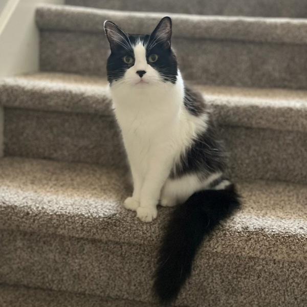 Fabio -- Bonded Buddy With Monkey, a Adoptable mixed breed in Des Moines, IA image 5/6