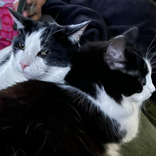 Fabio -- Bonded Buddy With Monkey, a Adoptable mixed breed in Des Moines, IA image 6/6