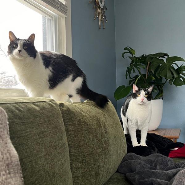 Fabio -- Bonded Buddy With Monkey, Adoptable, Adult Male Domestic Short Hair.