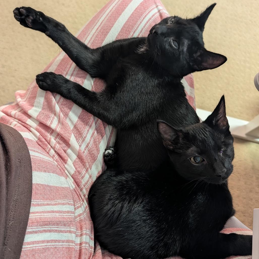Cashew adopt with Pecan, a Adoptable Domestic Short Hair in Fayetteville, GA image 1/2