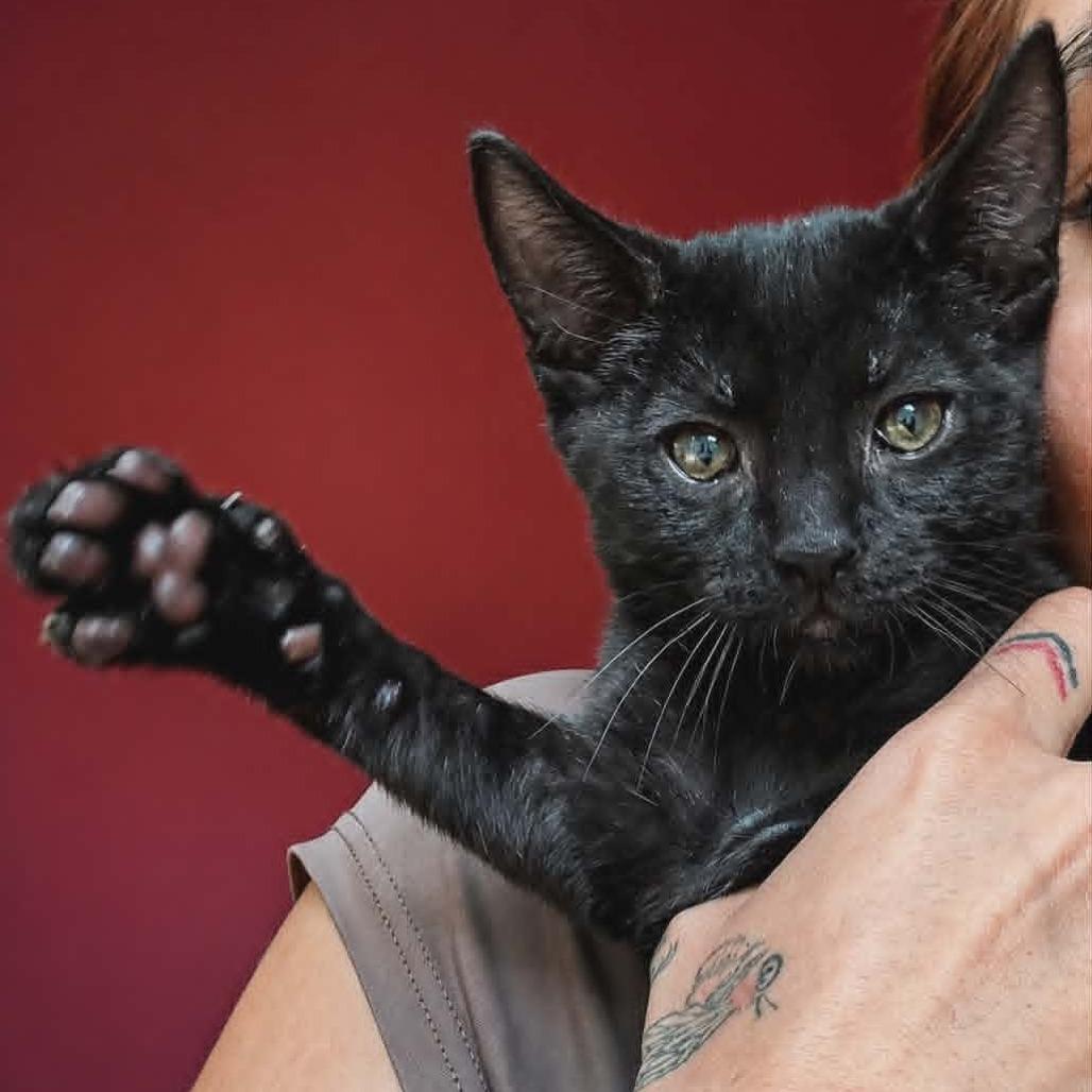 Cashew adopt with Pecan, a Adoptable Domestic Short Hair in Fayetteville, GA image 2/2
