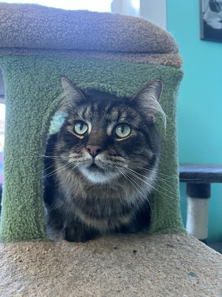 AMANI, a Adoptable mixed breed in Burlington, NC image 1/6