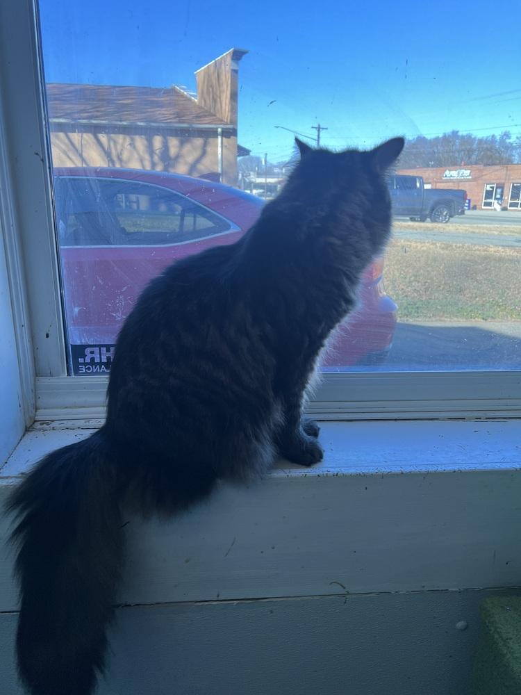 AMANI, a Adoptable mixed breed in Burlington, NC image 2/6