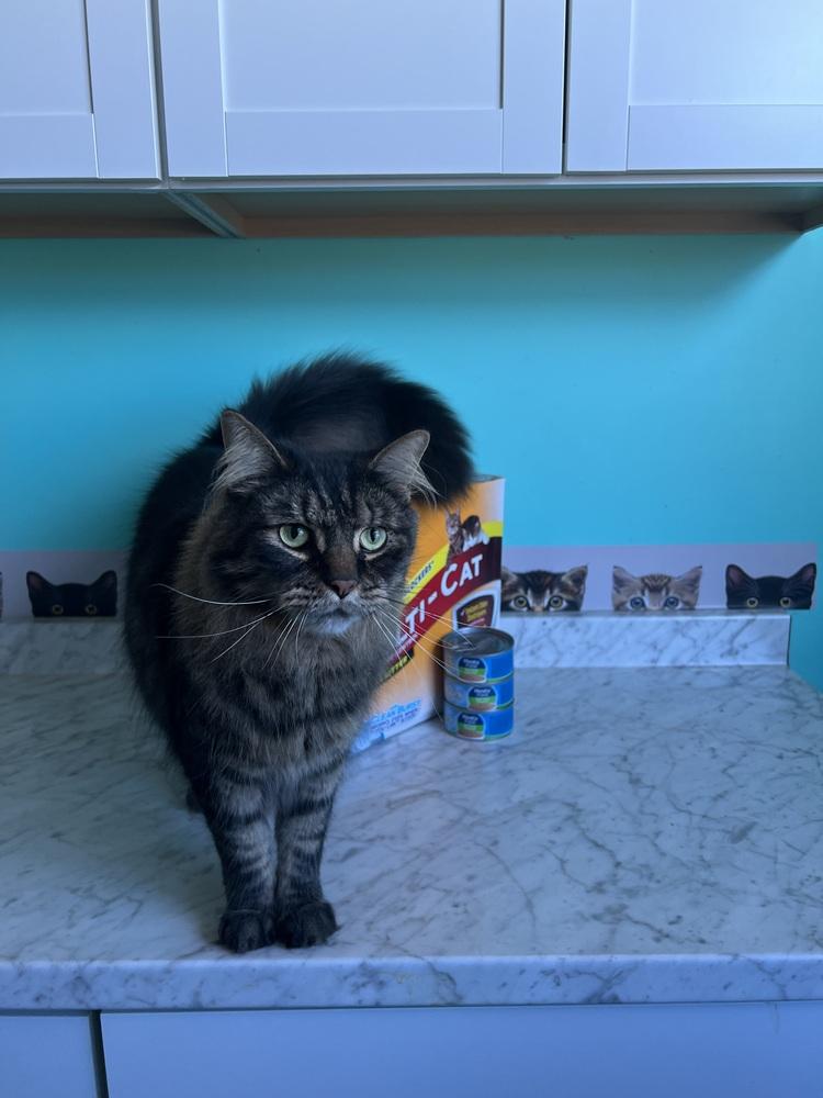 AMANI, a Adoptable mixed breed in Burlington, NC image 4/6