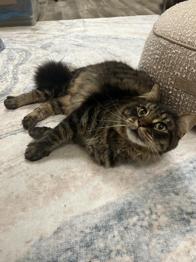 Enlarge AMANI (Darby) bonded with Peter (Shamus), a Adoptable mixed breed in Burlington, NC image 2/4