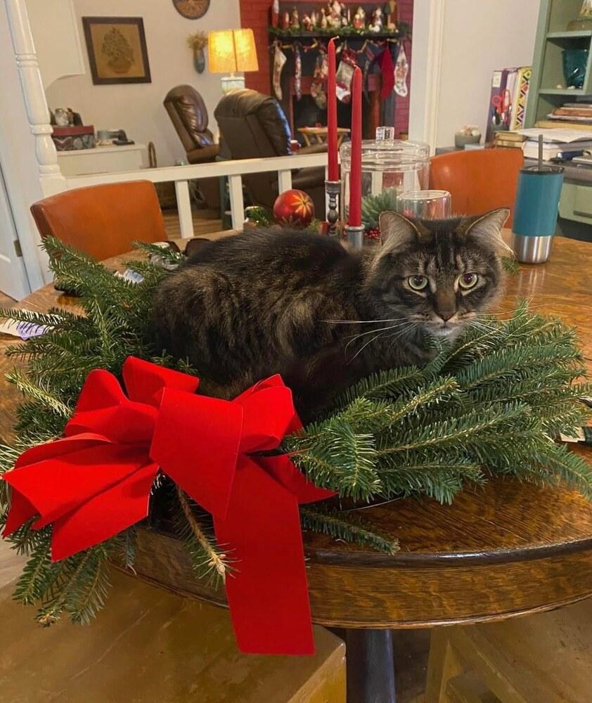 Enlarge AMANI (Darby) bonded with Peter (Shamus), a Adoptable mixed breed in Burlington, NC image 3/4