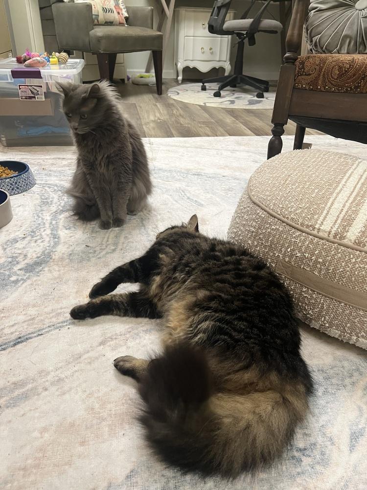 Enlarge AMANI (Darby) bonded with Peter (Shamus), a Adoptable mixed breed in Burlington, NC image 4/4