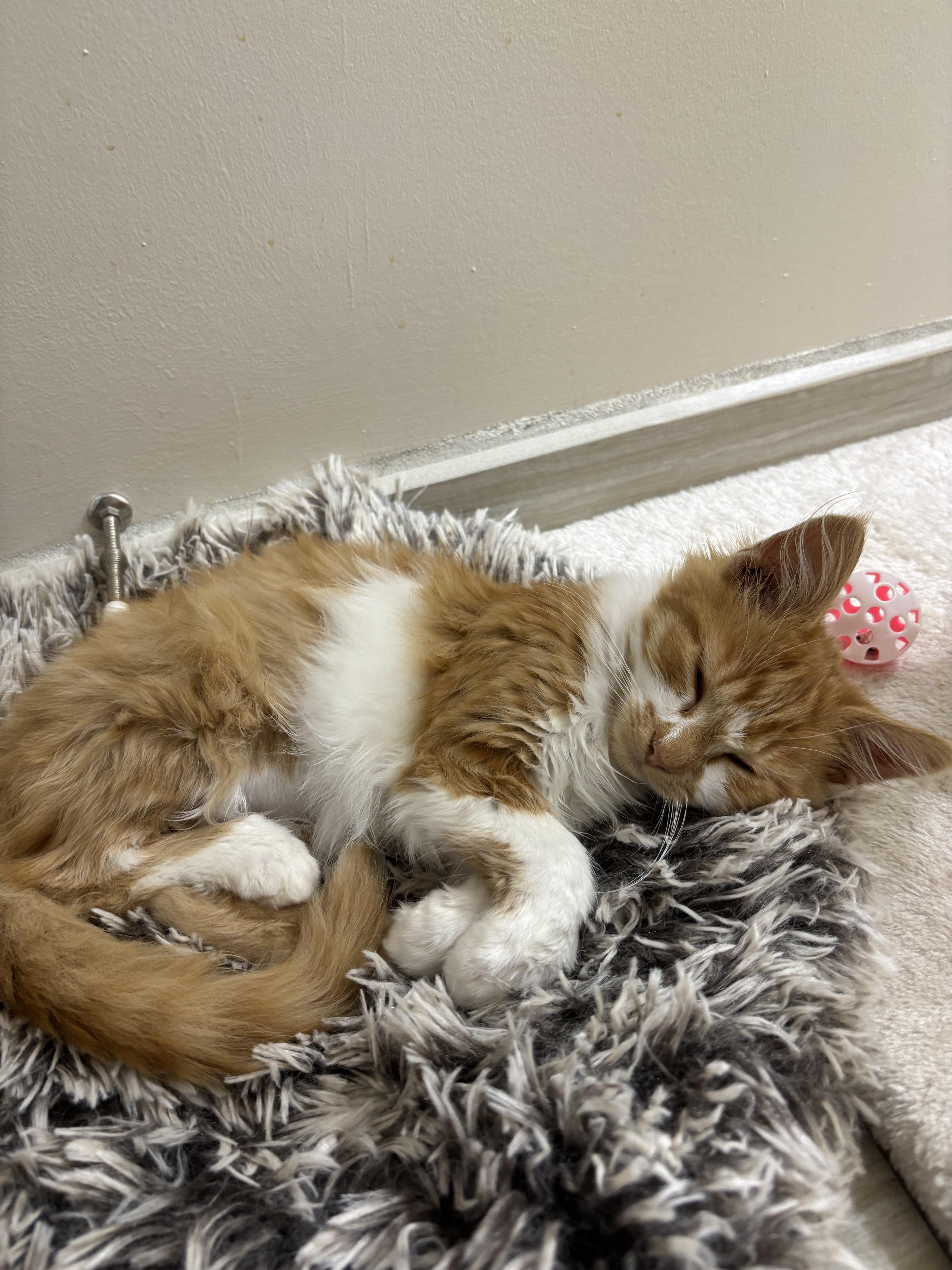 Enlarge Lake, a Adopted mixed breed in West Chester, PA image 1/2