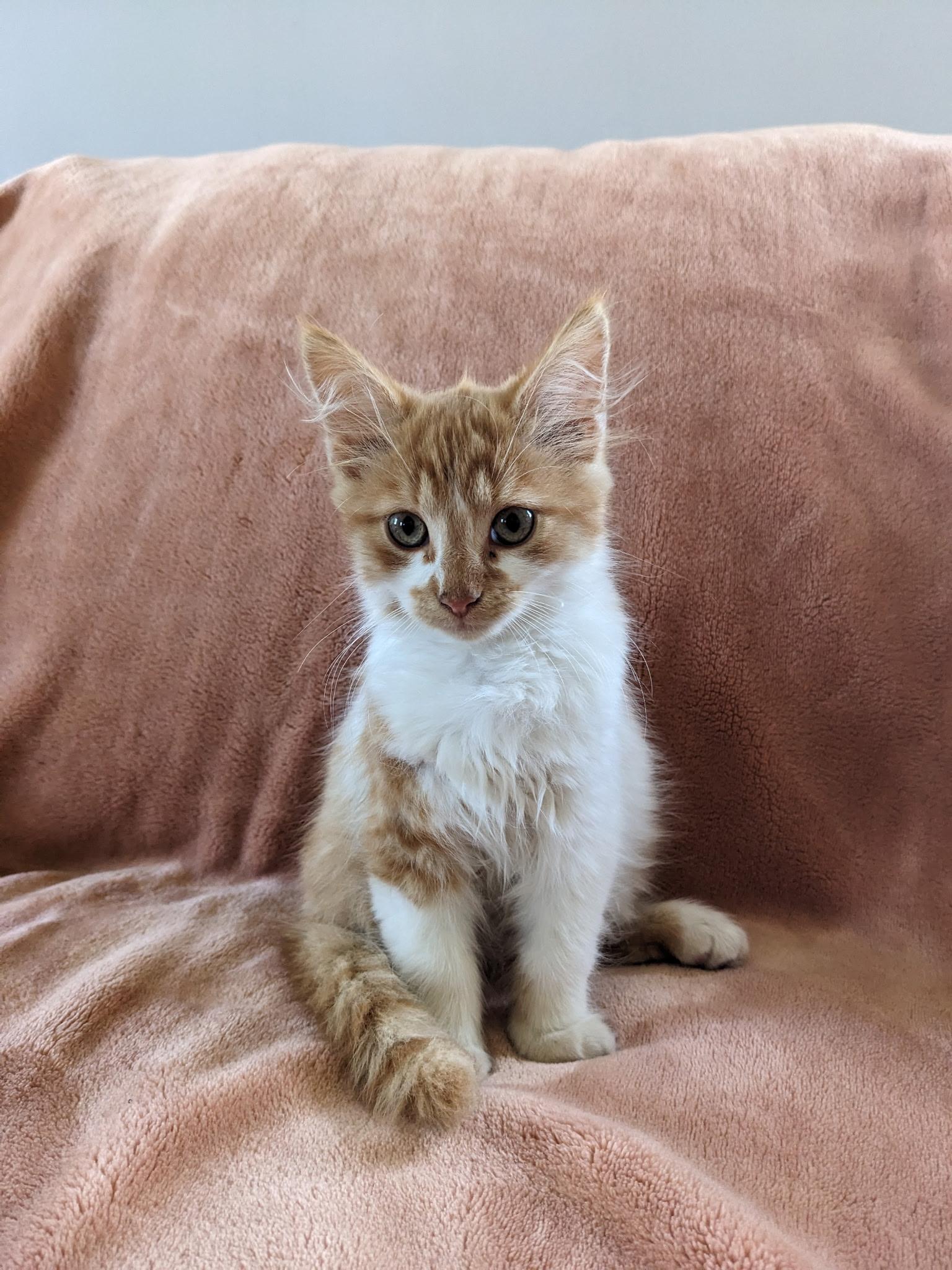 Lake, Adopted, Kitten Female Maine Coon & Domestic Medium Hair.