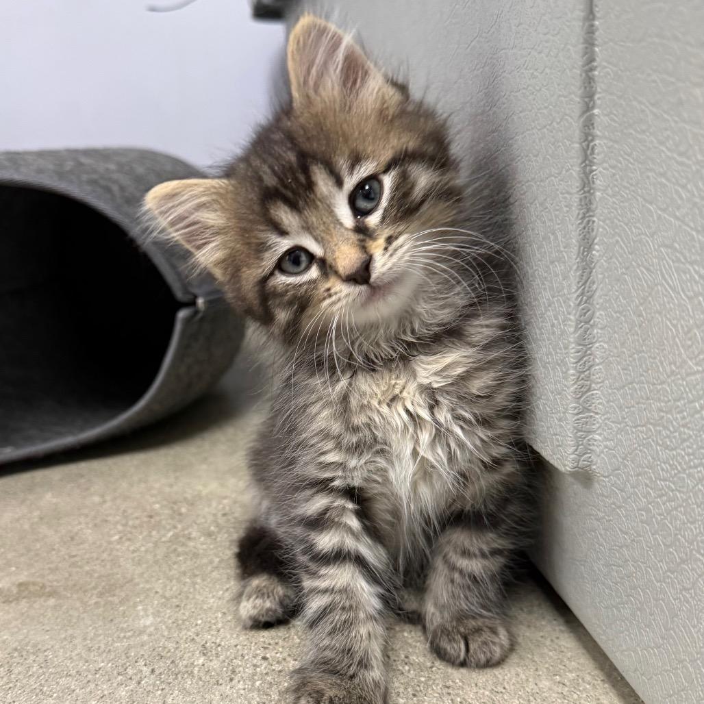 Bobbin, Adoptable, Kitten Male Domestic Long Hair.