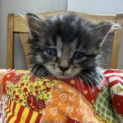 Bobbin, a Adoptable Domestic Long Hair in Archbold , OH image 2/2