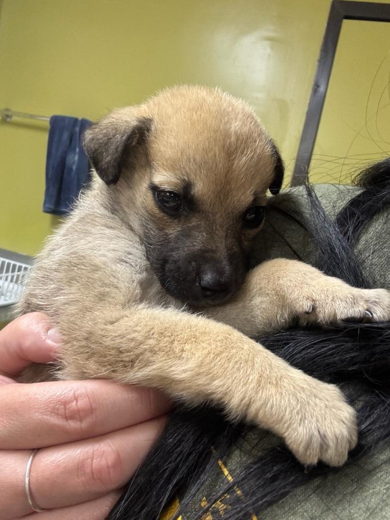 Arizona, an adoptable Jack Russell Terrier, Pug in wetaskiwin, AB, t9a 2j4 | Photo Image 2