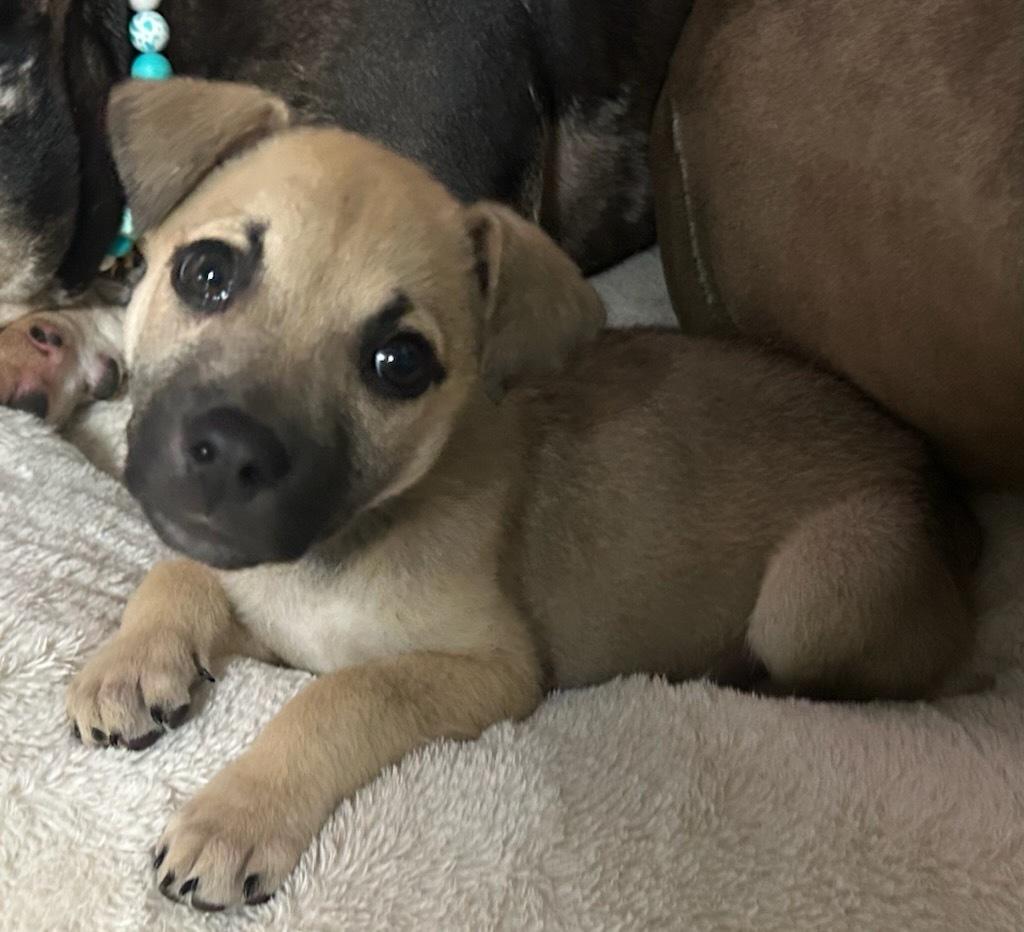 Arizona, an adoptable Jack Russell Terrier, Pug in wetaskiwin, AB, t9a 2j4 | Photo Image 3
