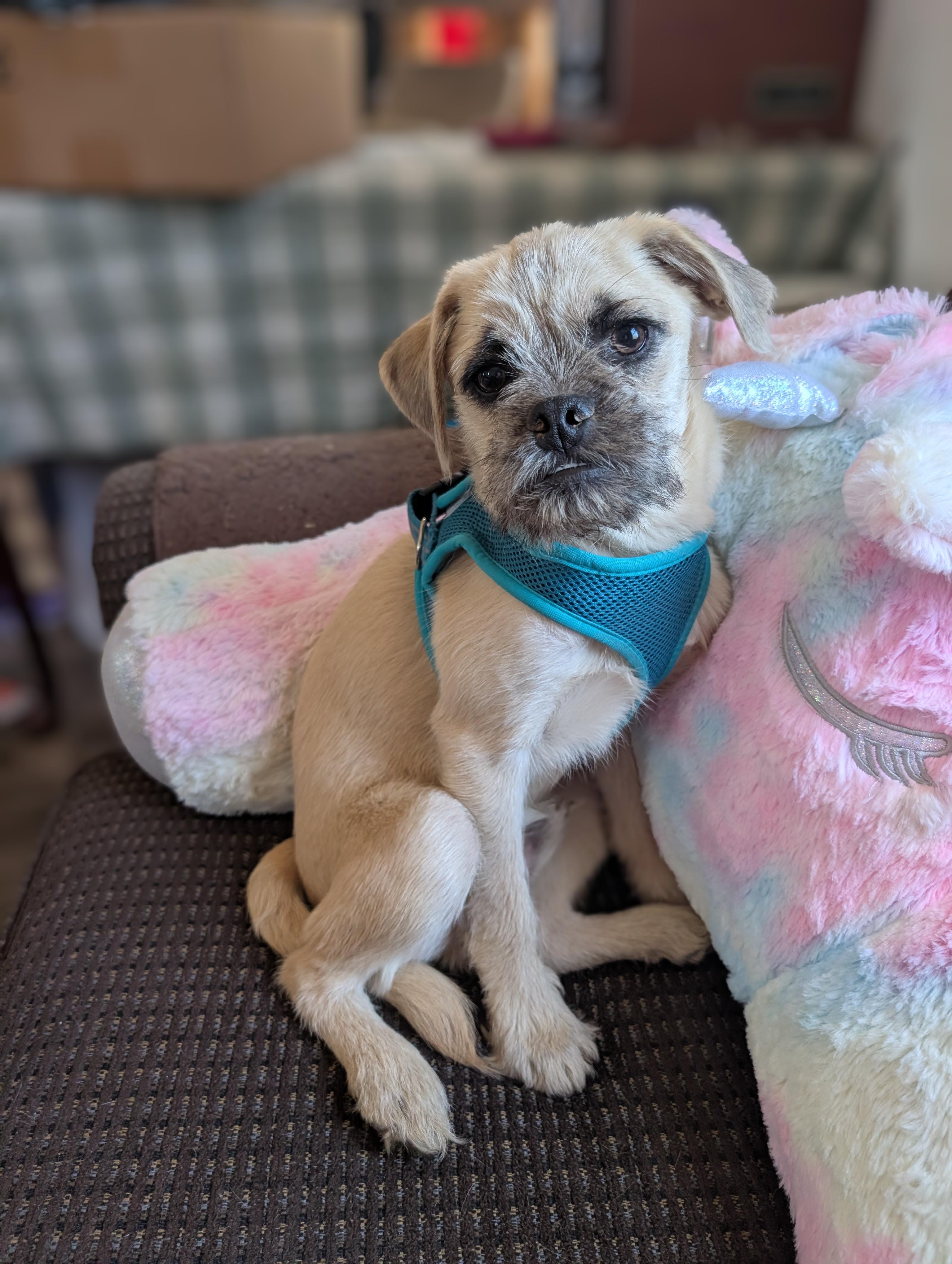 Bandit, Adoptable, Puppy Male Wirehaired Terrier & Pug.