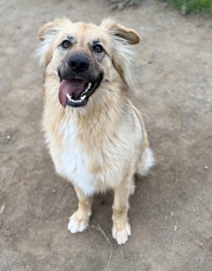 Cali, Adoptable, Adult Female Shepherd & Mixed Breed.
