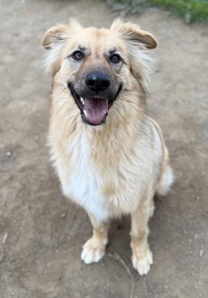Enlarge Cali, a Adoptable mixed breed in Madera, CA image 2/6