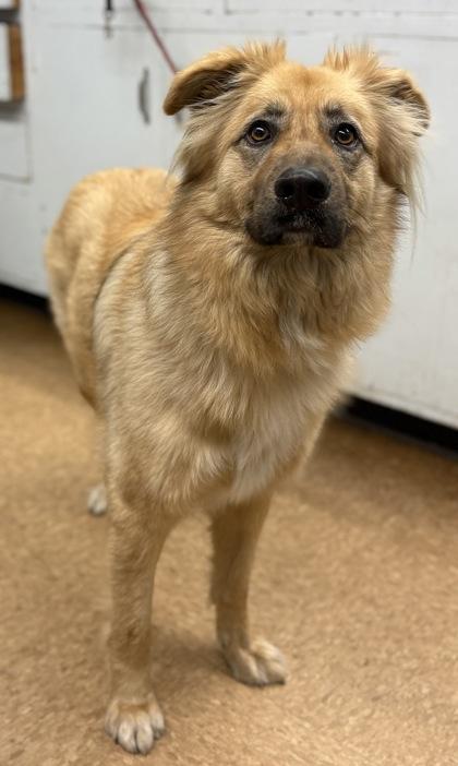 Enlarge Cali, a Adoptable mixed breed in Madera, CA image 5/6