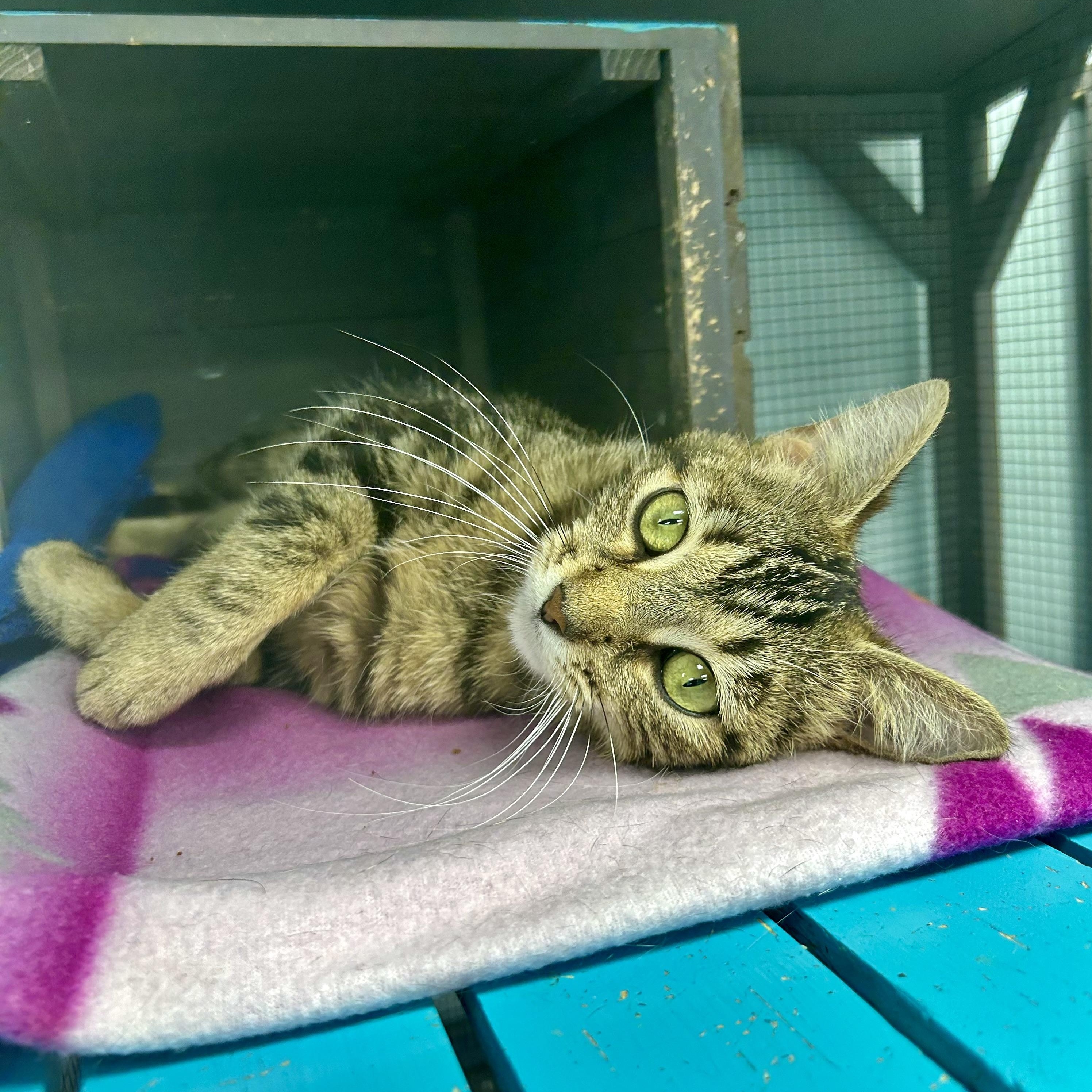 Enlarge Vanessa - CHOW HOUND - ADOPTION PENDING!, an adopted Tabby in Grand Rapids, MI image 2/6