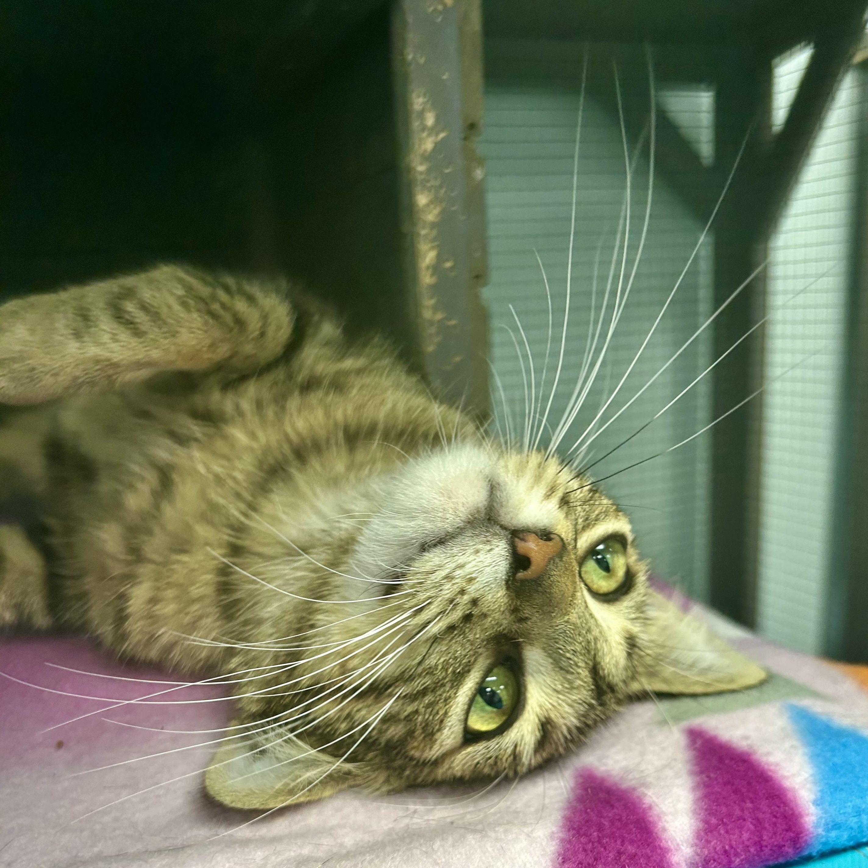 Enlarge Vanessa - CHOW HOUND - ADOPTION PENDING!, an adopted Tabby in Grand Rapids, MI image 6/6