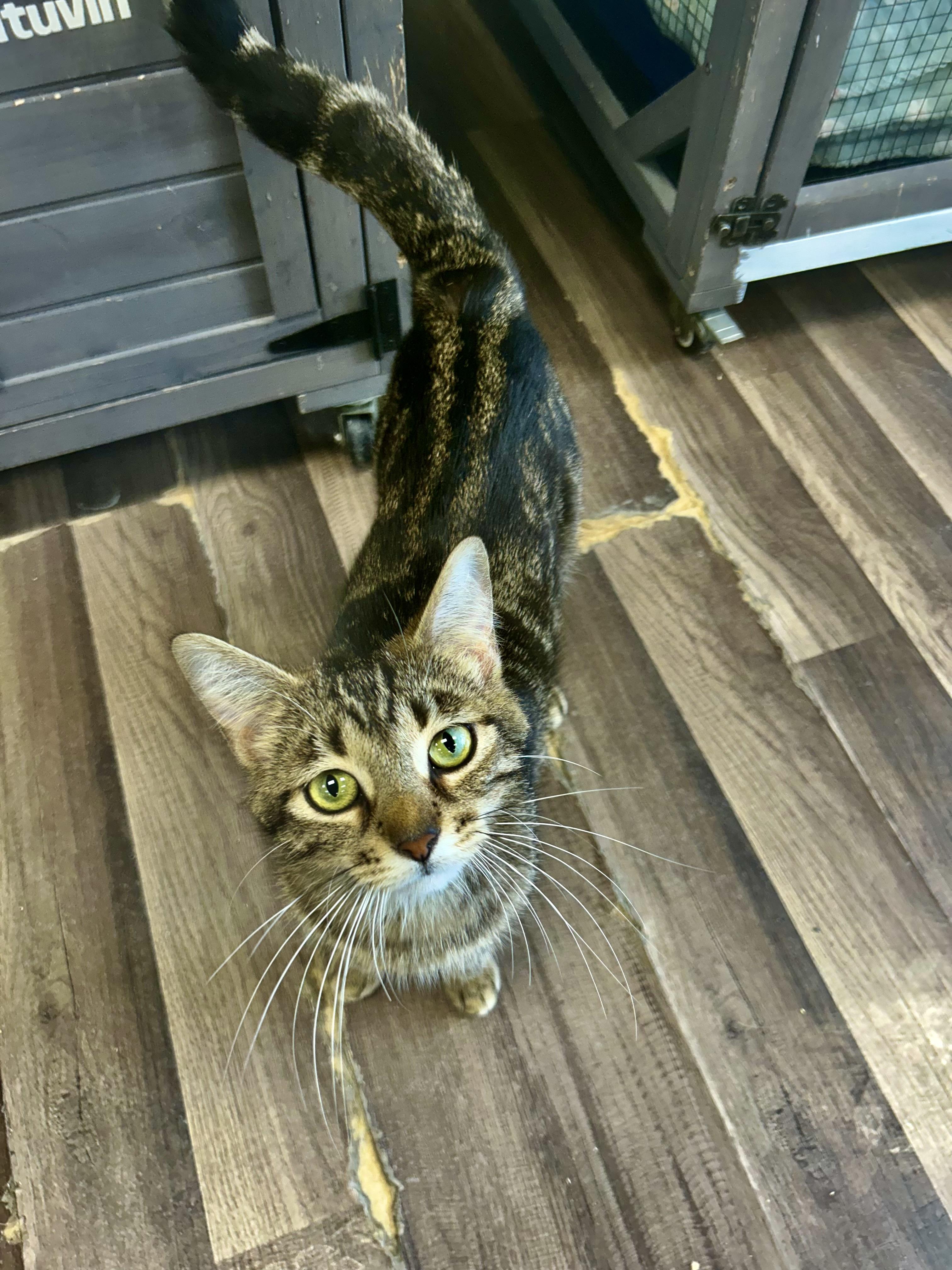 Enlarge Vanessa - CHOW HOUND - ADOPTION PENDING!, an adopted Tabby in Grand Rapids, MI image 5/6