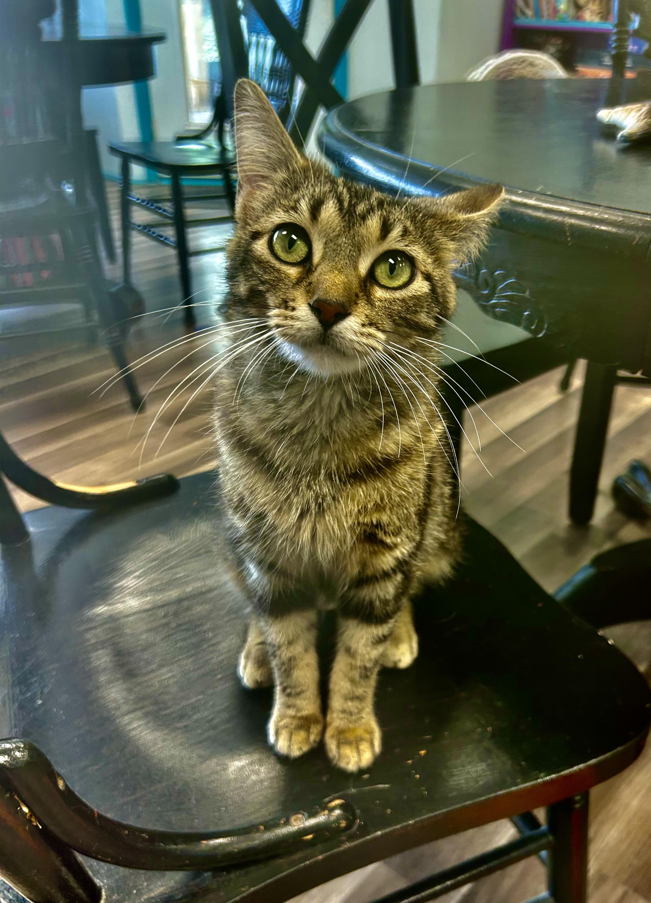 Enlarge Vanessa - CHOW HOUND - ADOPTION PENDING!, an adopted Tabby in Grand Rapids, MI image 1/6