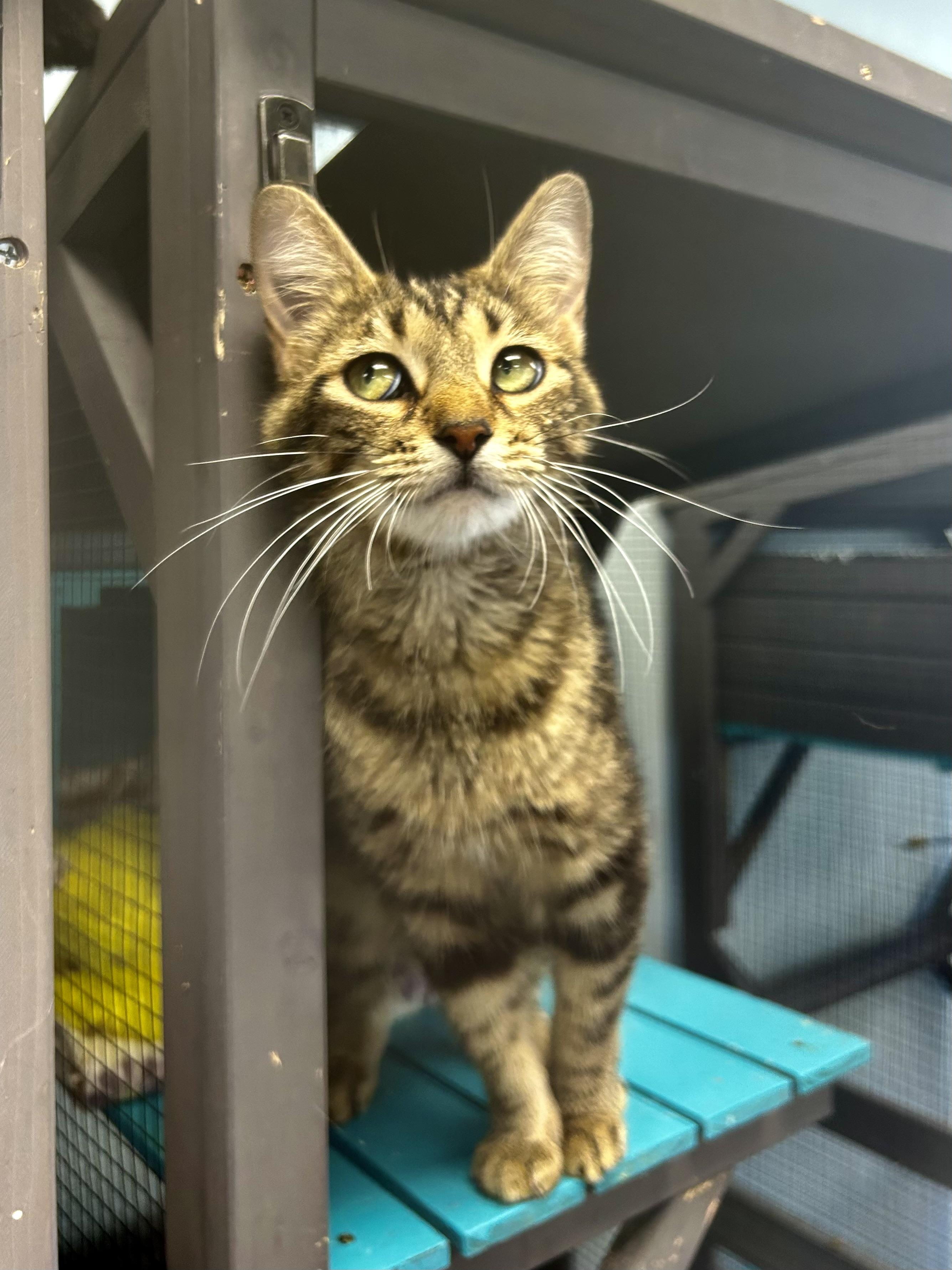 Enlarge Vanessa - CHOW HOUND - ADOPTION PENDING!, an adopted Tabby in Grand Rapids, MI image 4/6