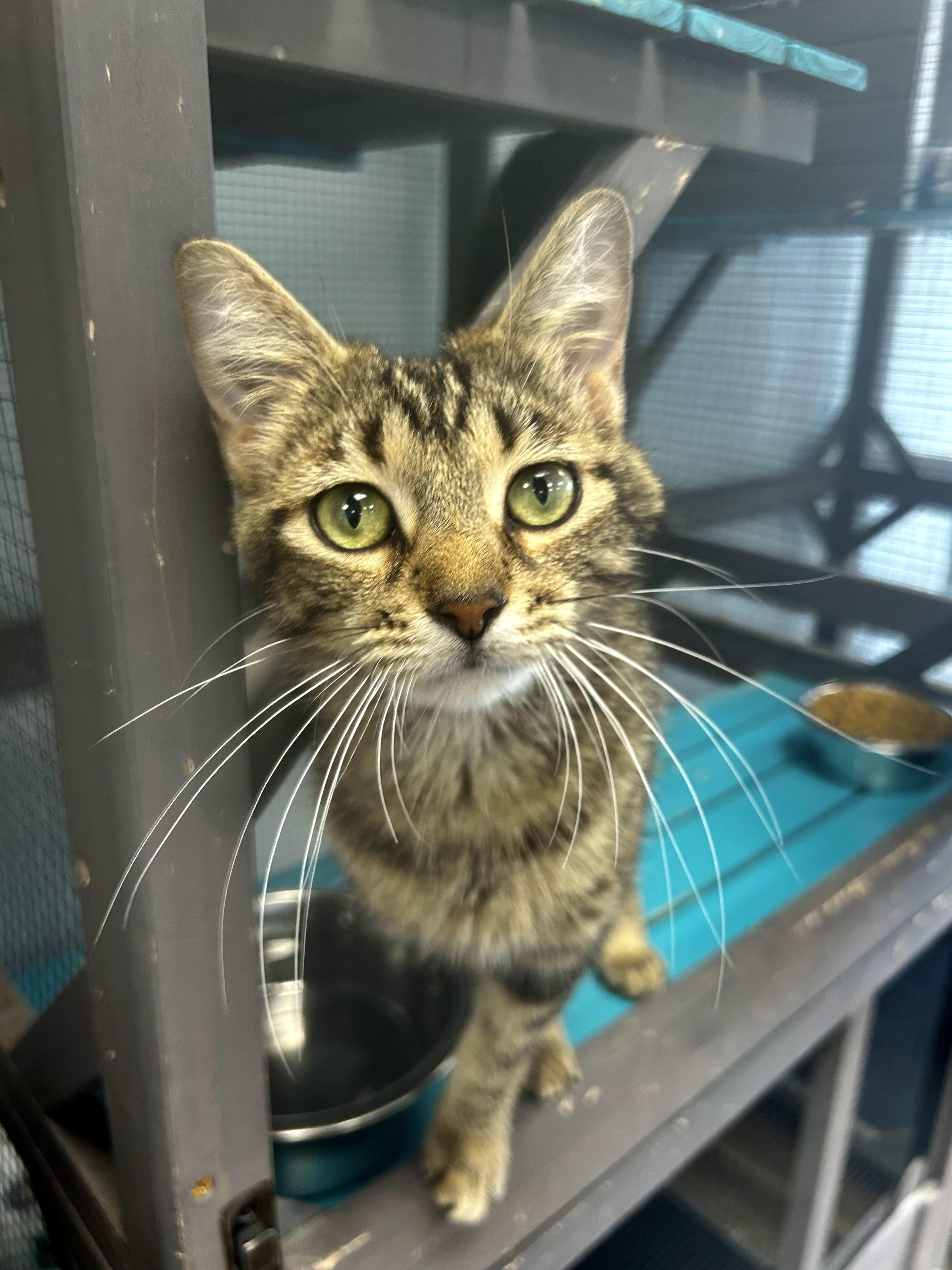 Enlarge Vanessa - CHOW HOUND - ADOPTION PENDING!, an adopted Tabby in Grand Rapids, MI image 3/6