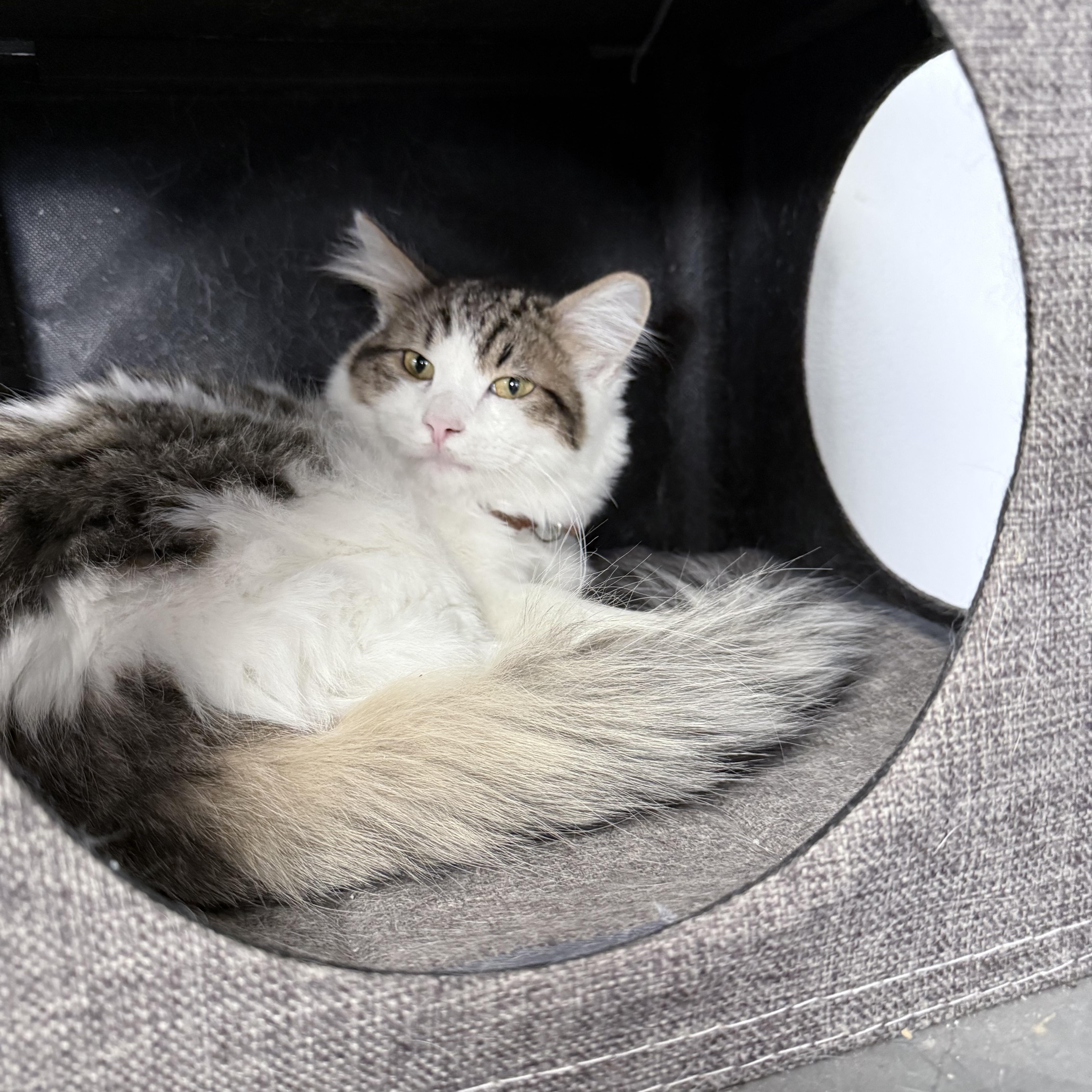 Alfred, ADOPTABLE, Young Male Domestic Long Hair.