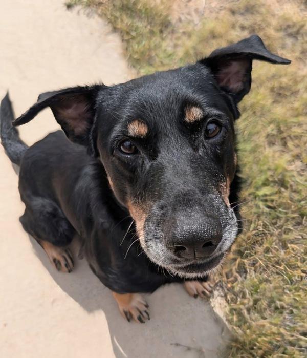 Leo, Adoptable, Senior Male Shepherd & Australian Cattle Dog / Blue Heeler.