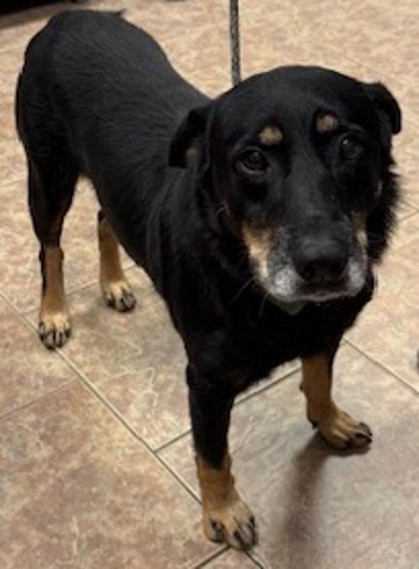 Enlarge Leo, a Adoptable mixed breed in Littleton, CO image 2/2