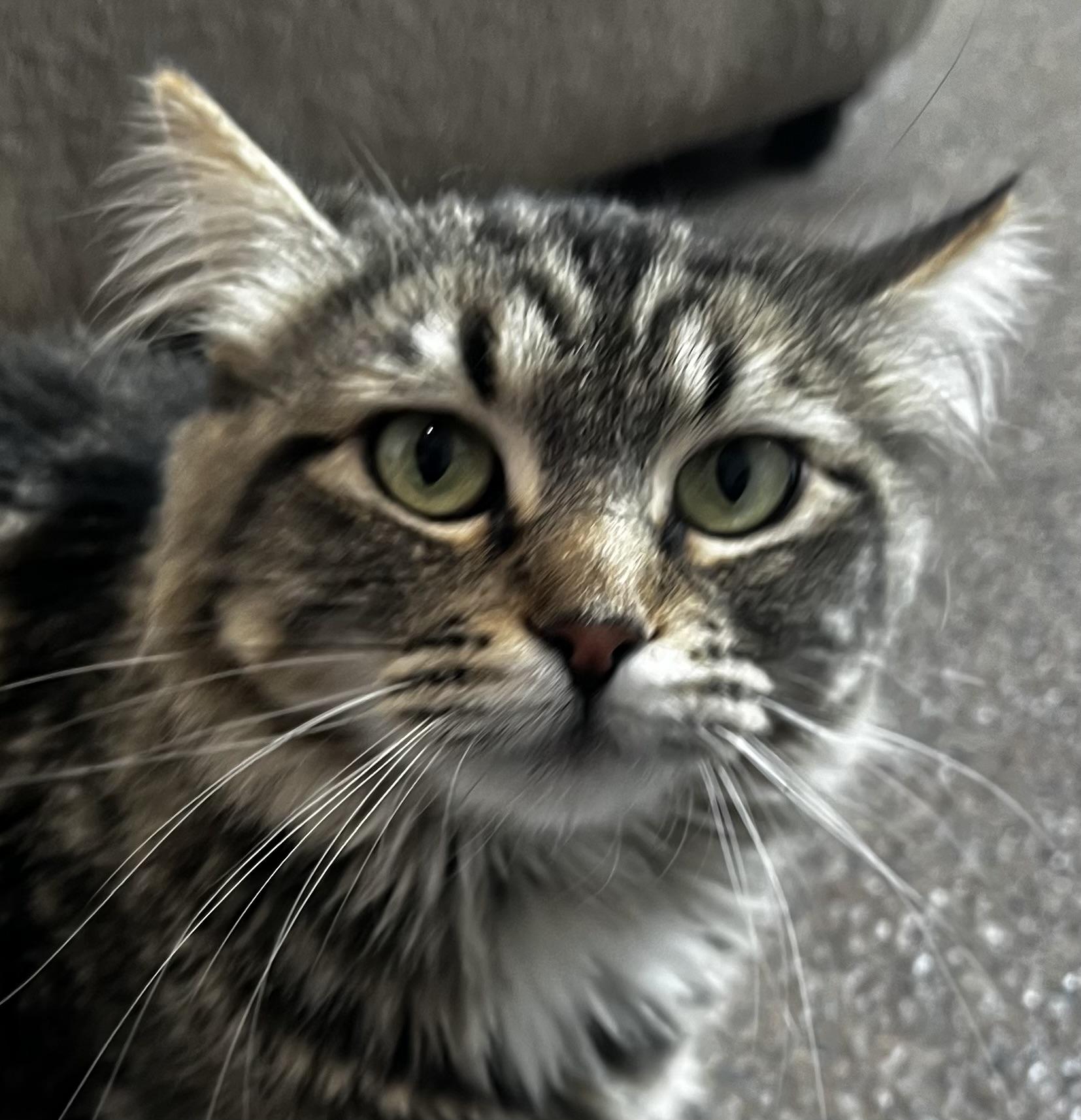 Hattie, an adoptable Domestic Medium Hair in Sault Sainte Marie, MI, 49783 | Photo Image 1