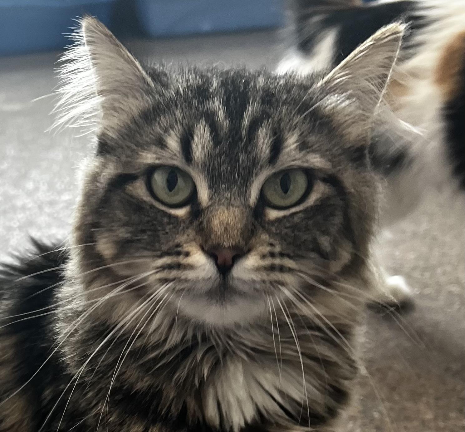 Hattie, a Adoptable Domestic Medium Hair in Sault Sainte Marie, MI image 2/5